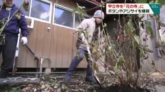 甲立寺を「花の寺」に ボタンやアジサイを植栽