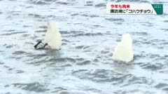 今年も飛来　諏訪湖に「コハクチョウ」　