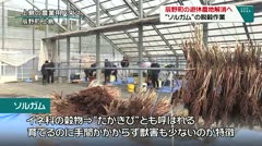 辰野町の遊休農地解消へ　“ソルガム”の脱穀作業　