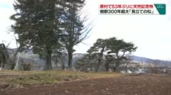 原村に53年ぶりに天然記念物　樹齢３００年越え「見立ての松」　