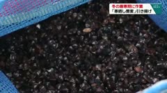 冬の厳寒期に作業　「寒晒し蕎麦」を引き上げ