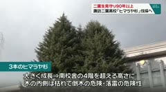 二葉生見守り90年以上　諏訪二葉高校「ヒマラヤ杉」伐採へ　　