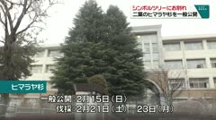 シンボルツリーにお別れ 二葉のヒマラヤ杉を一般公開