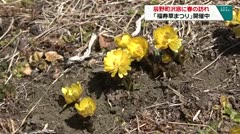 辰野町沢底に春の訪れ「福寿草まつり」開催中
