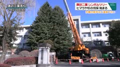 諏訪二葉高校 シンボルツリー ヒマラヤ杉の伐採 始まる