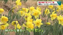 諏訪湖畔で見つけた「春」 黄色い「スイセン」咲き始める