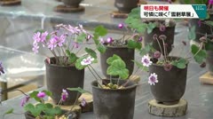 明日も開催 可憐に咲く「雪割草展」