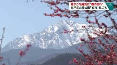 穏やかな陽気に“春の訪れ” 井戸尻史跡公園「紅梅」見ごろ