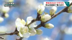 ロトウザクラ岡谷図書館で春の訪れ