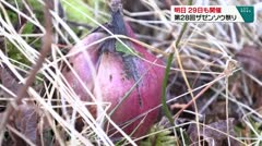 明日２９日も開催 第２８回ザゼンソウ祭り