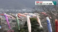 春風に泳ぐ 西山公園にコイノボリ設置