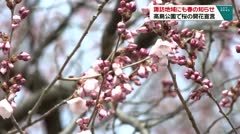諏訪地域にも春の知らせ　高島公園で桜の開花宣言　　