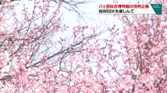 八ヶ岳総合博物館の恒例企画 桜WEEKを楽しんで