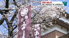 高島公園の桜 見ごろ迎える「今」の状況は？