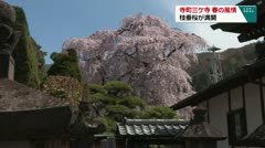 寺町三ケ寺春の風情 枝垂桜が満開
