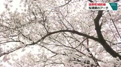 桜満開のアーチ 辰野町城前線