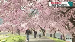 春爛漫のピンク色　各地で桜が満開