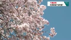 下諏訪町　花見新道“桜吹雪”