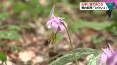 出早公園で見ごろ 春の妖精「カタクリ」