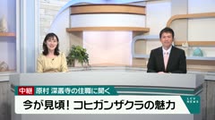 中継 深叢寺の住職に聞く 今が見ごろ コヒガンザクラの魅力