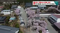 中継 深叢寺の住職に聞く 今が見ごろ コヒガンザクラの魅力