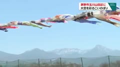 茅野市玉川山田区に　大空を彩るこいのぼり