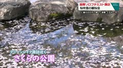 国際ソロプチミスト諏訪 桜吹雪の観桜会