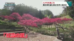 ハナモモ見ごろ　諏訪湖を望む高台を赤く染める