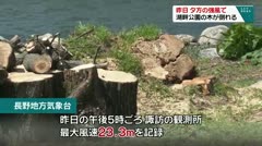昨日 夕方の強風で 湖畔公園の木が倒れる