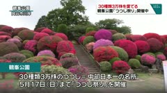 30種類3万株を愛でる　鶴峯公園「つつじ祭り」開催中