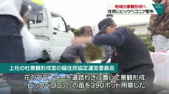 地域の景観形成へ 住民にビックベコニアを配布