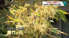 １２０年に一度咲く！？岡谷市で○○の花が開花
