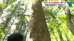 令和十年上社御柱祭へ第一歩　伊那市高遠で「仮見立て」