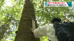 令和十年御柱祭へ向け 諏訪大社上社 仮見立て