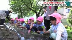 みんなで頑張って植えたよ！さつまいも大きく育ちますように