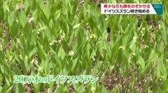 希少な花も顔をのぞかせるドイツスズラン咲き始める