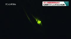 ホタルの観賞機関始まる 松尾峡でゲンジボタルが乱舞