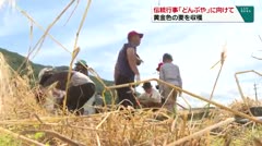 伝統行事「どんぶや」に向けて 黄金色の麦を収穫