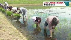 こひつじ幼稚園でお田植 本物の米作り体験