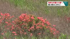 高原は初夏から夏へ 霧ヶ峰のにぎわい