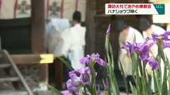 諏訪大社であやめ奉献会 ハナショウブ咲く