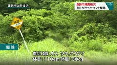 諏訪市湖南板沢 罠にかかったクマを駆除