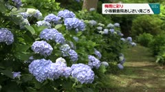 梅雨に彩り 小坂観音院あじさい見ごろ