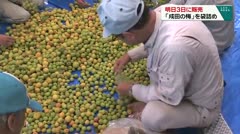 明日３日に販売 「成田の梅」を袋詰め