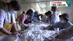 三沢区民農園 「春蚕」の繭を収穫