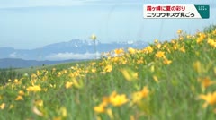 霧ヶ峰に夏の彩り ニッコウキスゲ見ごろ