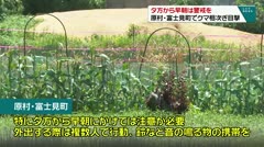 夕方から早朝は警戒を 原村・富士見町でクマ相次ぎ目撃