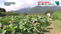関東甲信が梅雨明け　縄文公園に咲く「古代ハス」