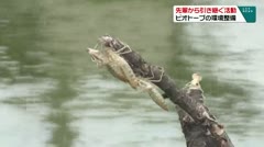 先輩から引き継ぐ活動 ビオトープの環境整備