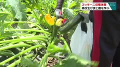 ズッキーニ収穫体験 高校生が食と農を学ぶ